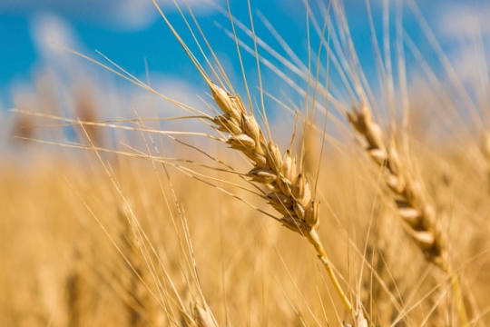 a stalk of wheat