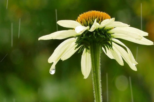 Wet daisy against a dewy green background